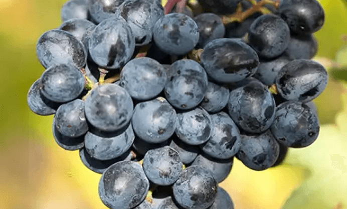 Areni (Areni Noire / Sev Areni) Areni (Areni Noire / Sev Areni)