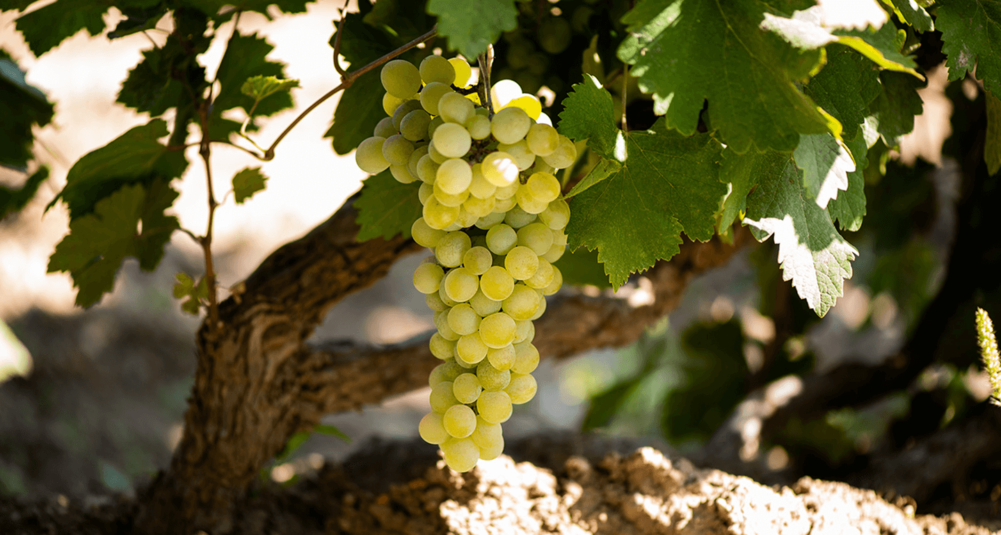 Our Grapes